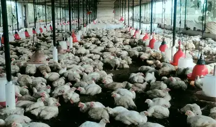 बिलासपुर में बर्ड फ्लू का खतरा, खुले में पड़े मरे मुर्गों से मचा हड़कंप