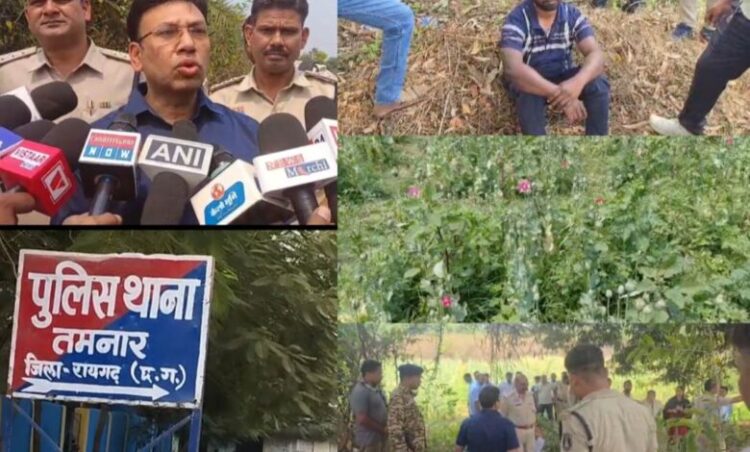 “ऑपरेशन आघात” के तहत तमनार में अफीम की अवैध खेती पर बड़ी कार्रवाई, नदी किनारे खेत में करीब एक एकड़ में अफीम की खेती का खुलासा