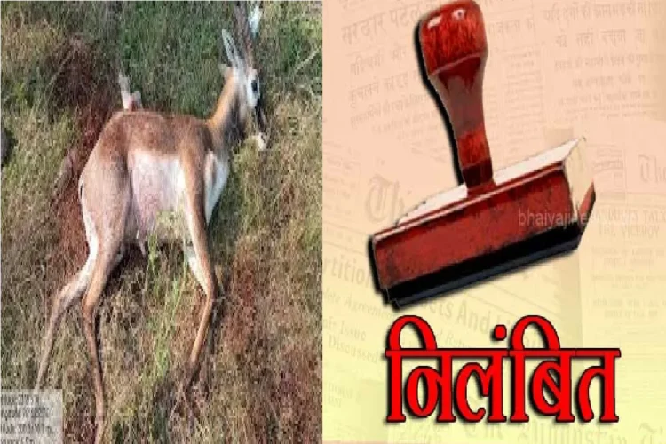 छत्तीसगढ़ के इस जिले में 15 हिरणों की मौत के बाद अधिकारियों पर कार्रवाई, प्रभारी समेत 4 कर्मचारी निलंबित