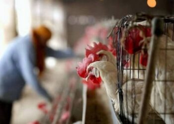 रायपुर में इतने दिन बंद रहेंगी मांस-मटन की दुकानें, नगर निगम ने जारी किया आदेश…