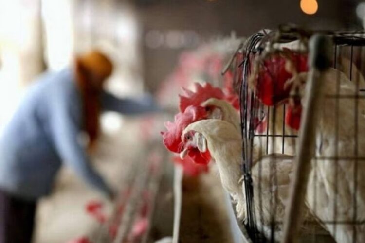 रायपुर में इतने दिन बंद रहेंगी मांस-मटन की दुकानें, नगर निगम ने जारी किया आदेश…