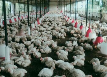 छत्तीसगढ़ की बिलासपुर में बर्ड फ्लू का डर, सड़क किनारे फेंकी गई मृत मुर्गियां, इलाके में फैली दहशत