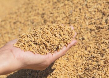 किसानों को बड़ा झटका: धान की सभी किस्मों के दाम में 150 रुपये की बढ़ोतरी, नई दरें लागू; देखें पूरी लिस्ट यहां।