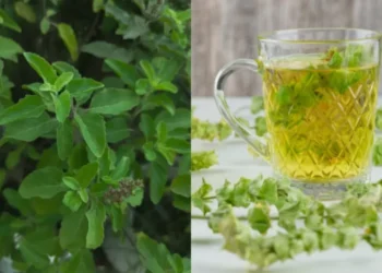 रोज तुलसी का पानी पीने से क्या होता है? फौलाद सा मजबूत बन जाएगा शरीर, जानिए फायदे