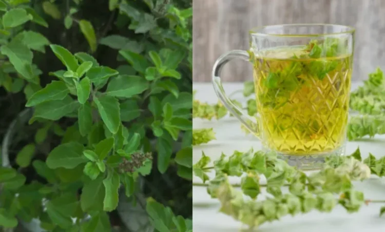 रोज तुलसी का पानी पीने से क्या होता है? फौलाद सा मजबूत बन जाएगा शरीर, जानिए फायदे