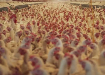 पोल्ट्री फार्म में आग ने मचाई तबाही, 6000 मुर्गे-मुर्गियों की जलकर मौत; लाखों का नुकसान