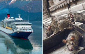 तेजी से फैल रहा है Hantavirus Virus का खतरा, भारत में एक्टिव की गई 165 लैब