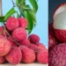 इन लोगों के लिए हानिकारक है लीची का सेवन, आज ही बना लें इससे दूरी
