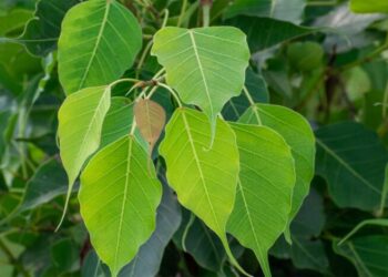 शनिवार को करें ये 4 उपाय, पितृ दोष से मिलेगी मुक्ति