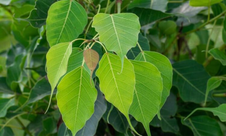 शनिवार को करें ये 4 उपाय, पितृ दोष से मिलेगी मुक्ति
