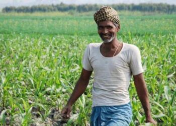 छत्तीसगढ़ के किसानों के लिए जरूरी खबर, 31 जुलाई तक कराएं फसल बीमा, धान समेत 7 फसलों पर योजना लागू