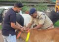सड़क सुरक्षा को लेकर रायगढ़ यातायात पुलिस की पहल : हाईवे पर ट्रैफिक पुलिस ने मवेशियों के गले में लगाए रेडियम बैंड
