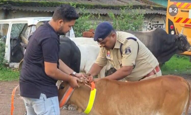 सड़क सुरक्षा को लेकर रायगढ़ यातायात पुलिस की पहल : हाईवे पर ट्रैफिक पुलिस ने मवेशियों के गले में लगाए रेडियम बैंड