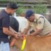 सड़क सुरक्षा को लेकर रायगढ़ यातायात पुलिस की पहल : हाईवे पर ट्रैफिक पुलिस ने मवेशियों के गले में लगाए रेडियम बैंड
