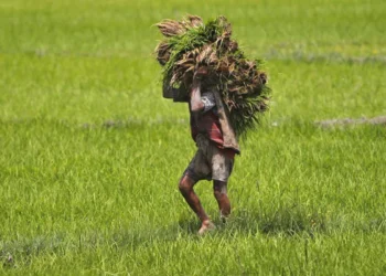 प्रधानमंत्री फसल बीमा योजना: लेकिन आवदेन के लिए सिर्फ दो दिन का समय, तुरंत करें ये काम