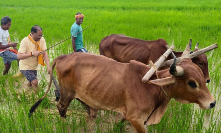 अपनी माटी और खेती-किसानी से मुख्यमंत्री विष्णु देव साय का आत्मीय जुड़ाव