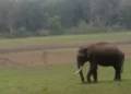 छत्तीसगढ़ में जंगली हाथी का तांडव,भैंस चराने गए ग्रामीण को कुचला, मौके पर मौत