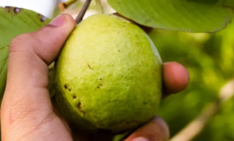 हर दिन खाएं ये फल, सेव से भी ज्यादा फायदा का दबा; कार्डियोलॉजिस्ट ने डाइट में शामिल करने की दी सलाह